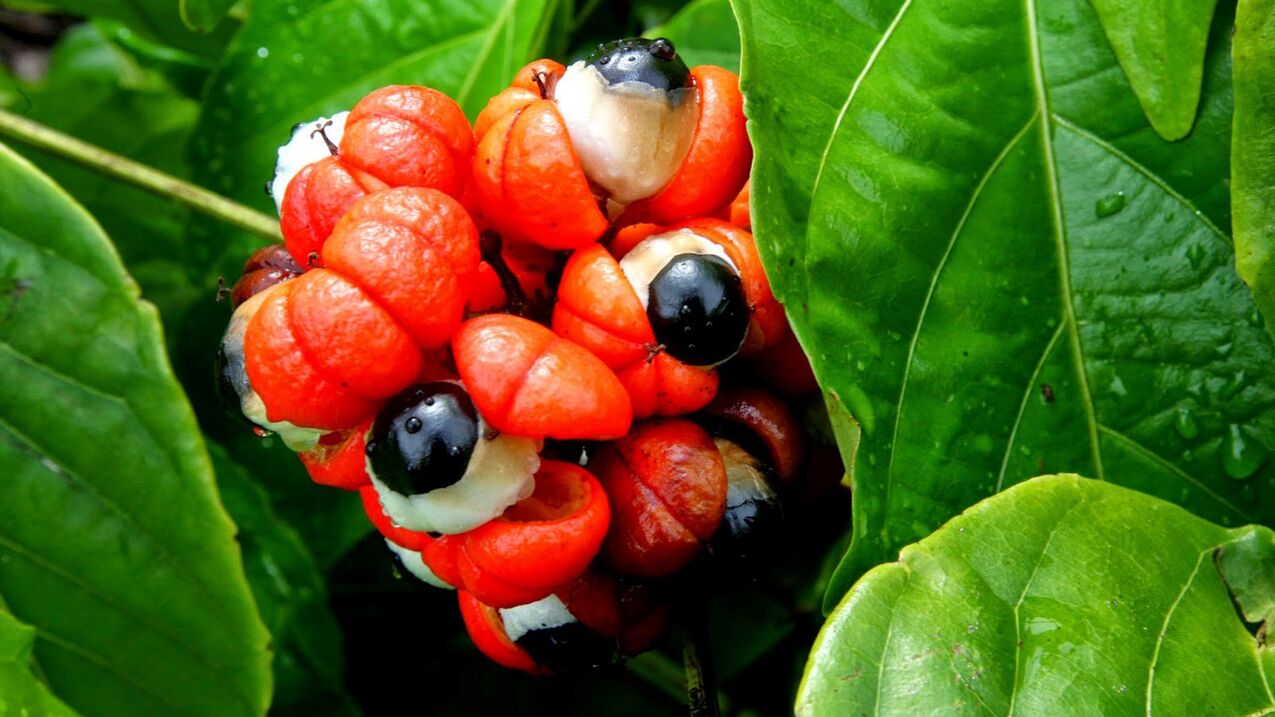 guarana seeds at Oculear